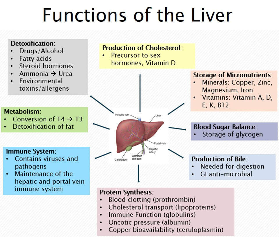 Liver Support