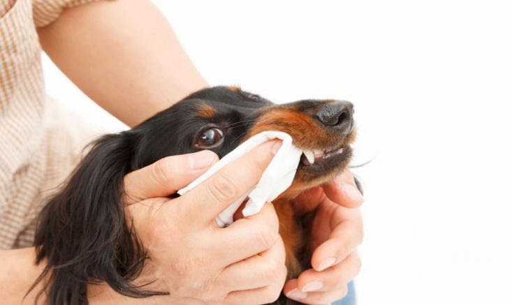 Dog Dental Wipes