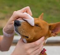 Dog Eye Wipes